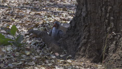 cálao de pico rojo del sur comiendo insectos en la parte inferior de un árbol