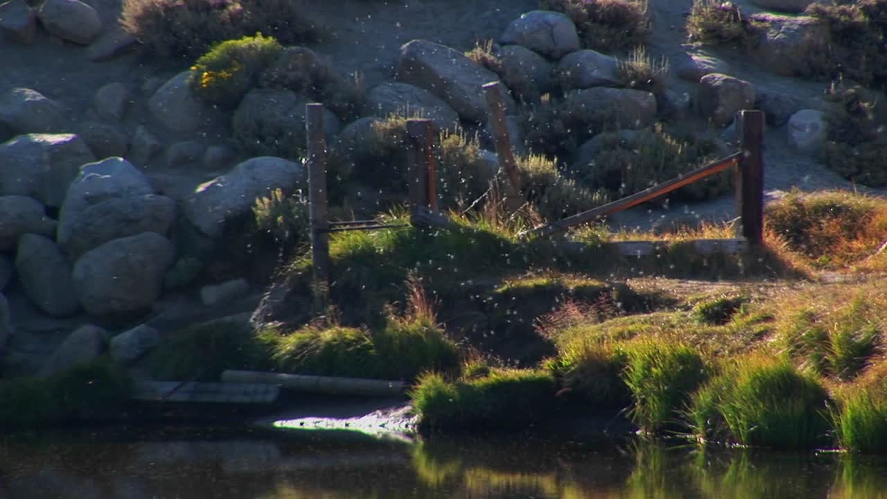Un lago infestato dalle zanzare vicino alle montagne della Sierra Nevada