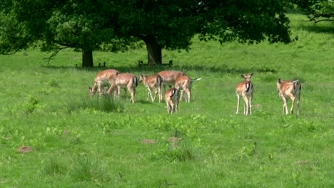 A-Group-of-Fallow-Dear-Grazing-in-a-grass-meadow-in-Wales-in-the-UK