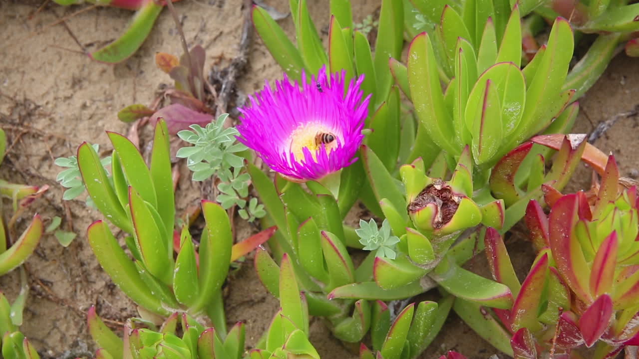꿀과 꽃가루 근접 촬영을 수집하는 보라색 얼음 식물 꽃에 꿀벌