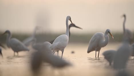 Flock-of-Great-Egrets-Bird-Feeding-On-Fish-In-Shallow-Pond-Water-in-misty-morning