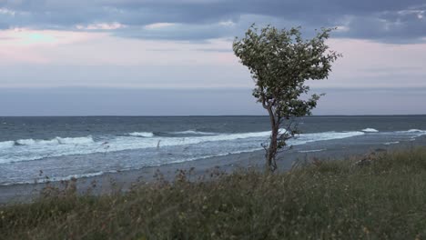 Einsamer-Baum-An-Einem-Ostseestrand-Mit-Wellen,-Die-Den-Strand-Treffen