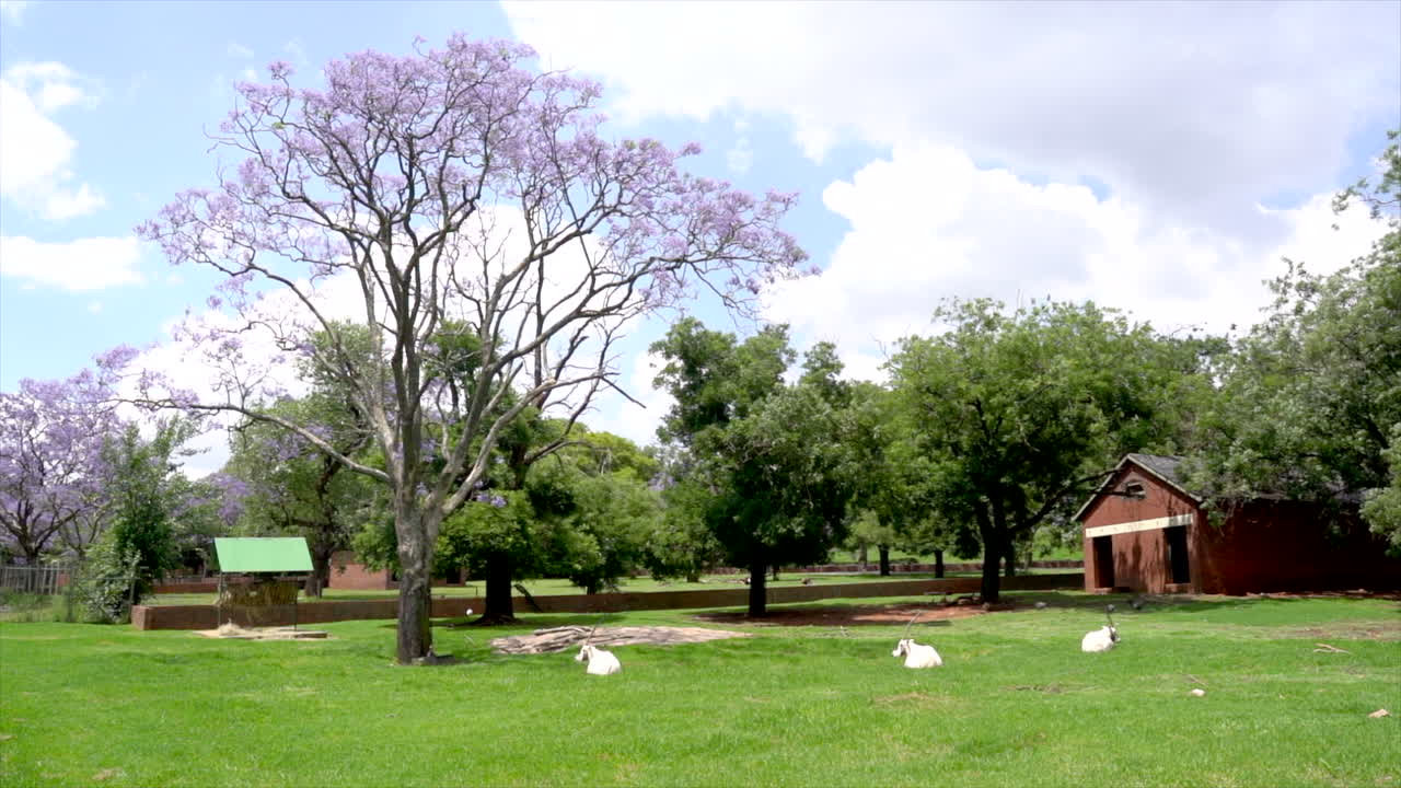 영양은 동물원 인클로저에 누워 왼쪽에서 오른쪽으로 느린 패닝 샷