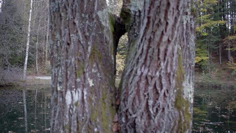 Nahaufnahme-Eines-Baumes-Vor-Einem-See-In-Zeitlupe