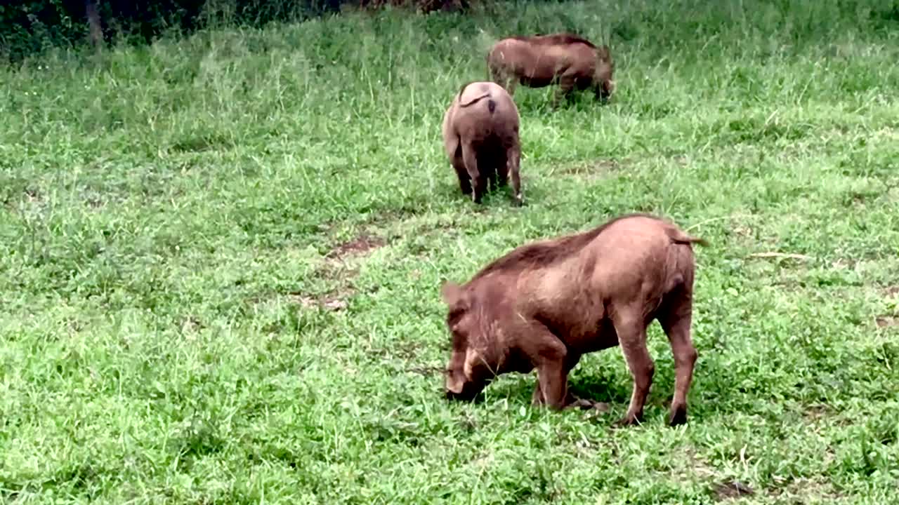 케냐 나이로비에서 풀을 먹고 있는 흑멧돼지 무리