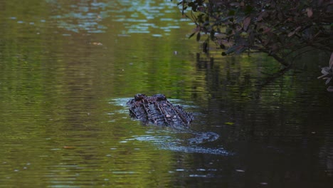 crocodile swimming in a river close-up