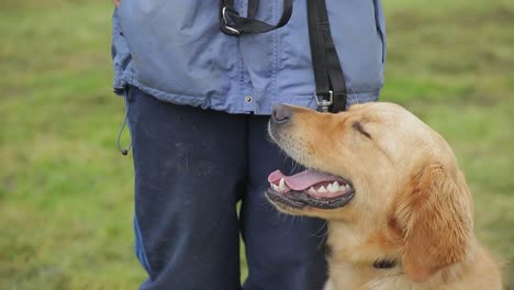 golden retriever dog training