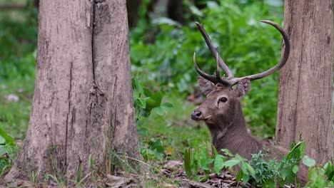 El-Ciervo-Del-Campo-Es-Una-Especie-En-Peligro-De-Extinción-Debido-A-La-Pérdida-De-Hábitat-Y-La-Caza