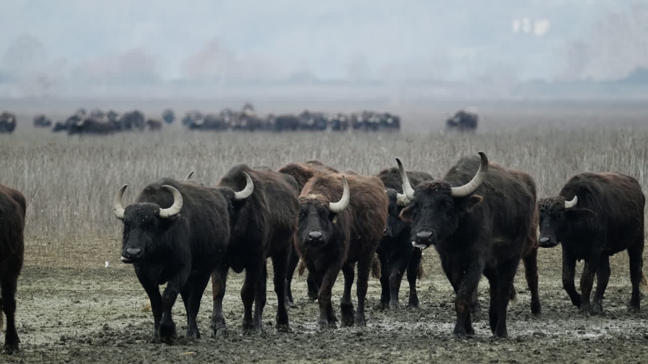 A group of water buffaloes moves steadily across the muddy terrain of Kerkini Wetlands. Ideal for nature documentaries and wildlife scenes