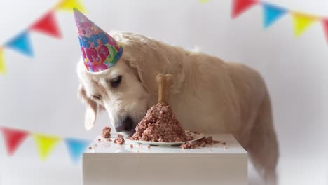 pet life at home. funny video from the birthday of the dog - beautiful golden retriever eating meat cake