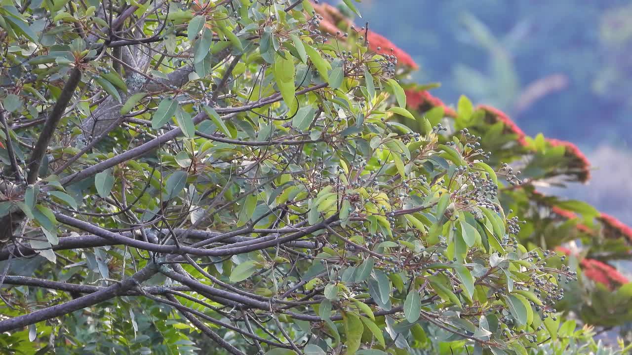 Emerald toucanet exotic bird spotting South America tropical forest nature outdoor