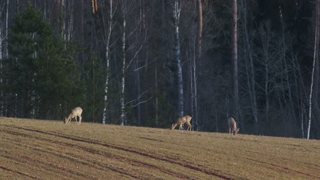 a few roe deers feeding on winter wheat field