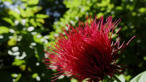 red flower in garden