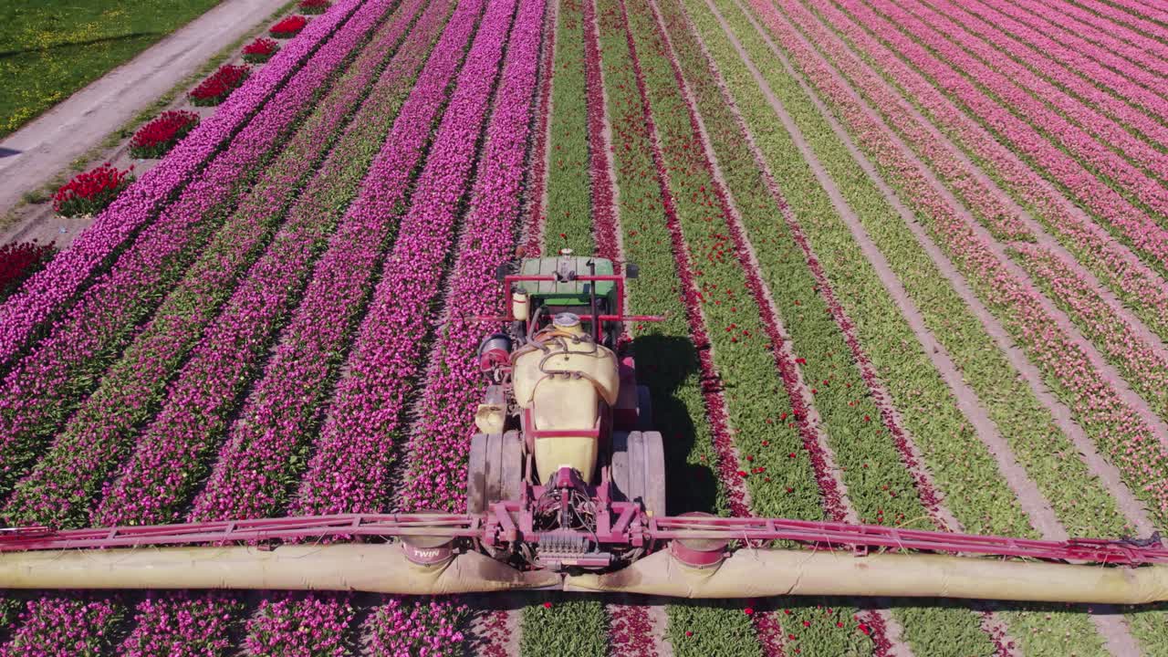 Vista aerea di Schermerhorn con tulipani, fiori e mulino a vento, che mostra un pacifico paesaggio rurale nei Paesi Bassi.