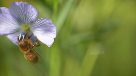 filmaufnahmen einer majestätischen biene, die in einer blüte nach süßer nahrung sucht