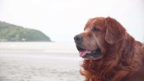 close up of group of golden retriever dogs laying down on the sand and resting on the beach