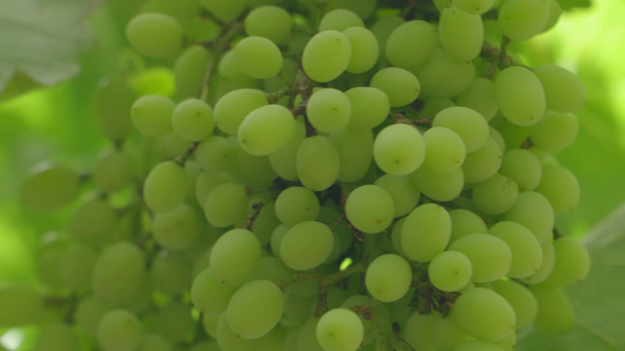 cerca de pequeñas uvas verdes inmaduras