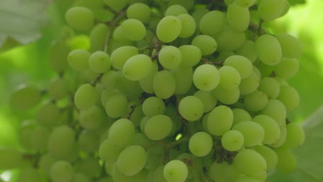 Cerca-De-Pequeñas-Uvas-Verdes-Inmaduras