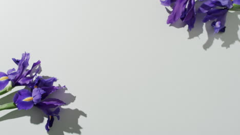 video de flores de iris púrpura con espacio de copia en fondo blanco