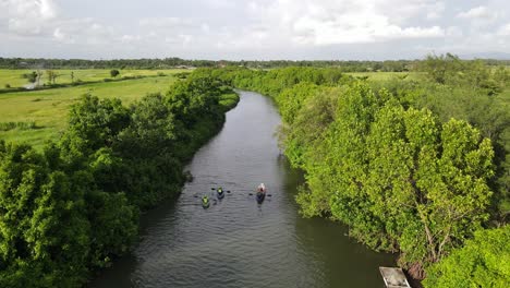 Vista-Aérea,-Piragüismo-En-Un-Río-Con-Espesos-Bancos-De-árboles-Y-Campos-De-Arroz