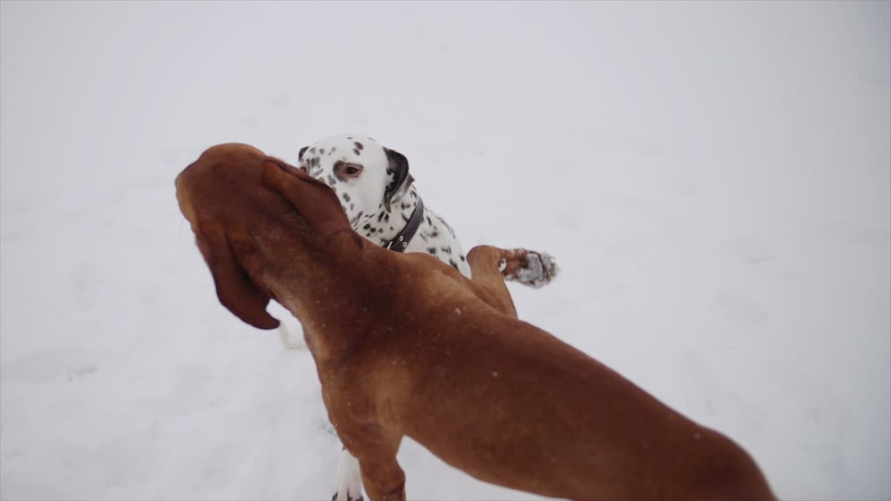 Two hunter dogs are playing in the snow, slowmotion