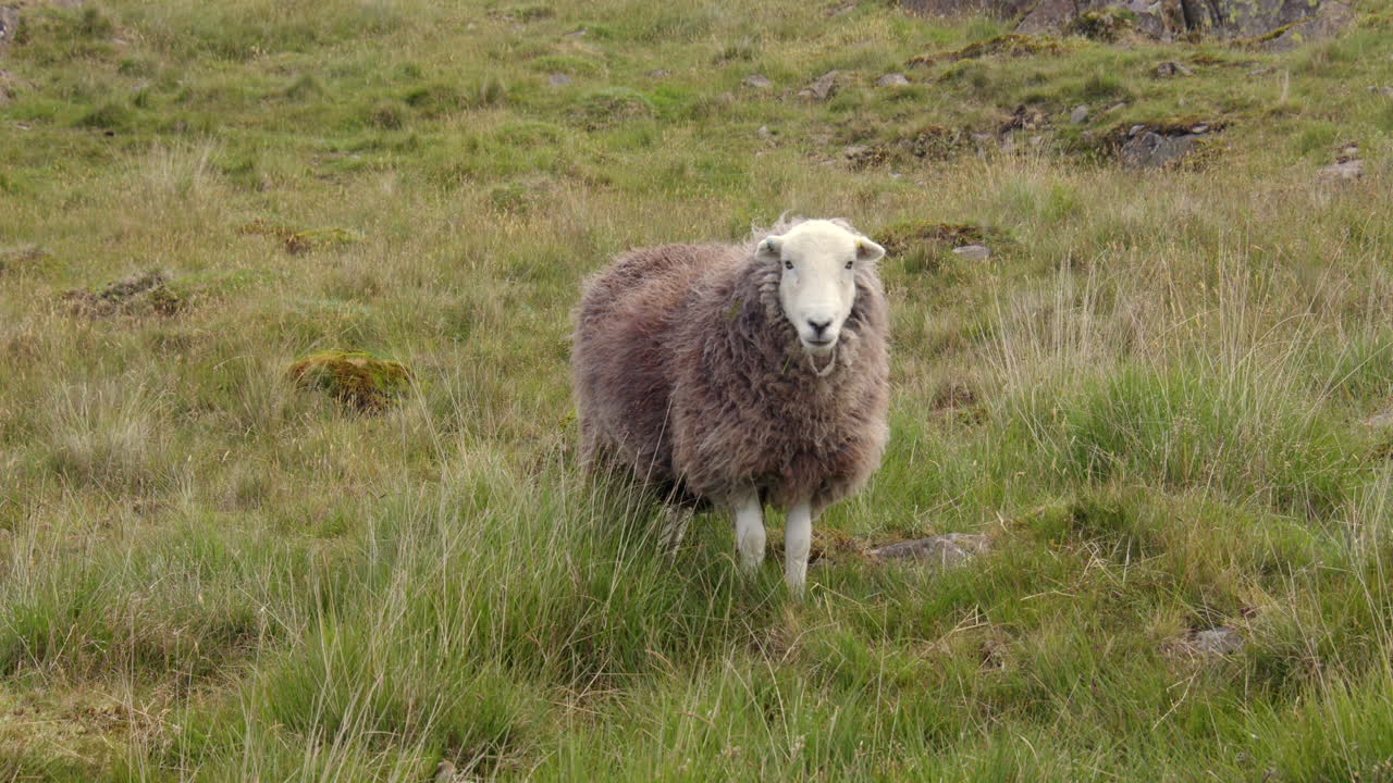 Campo largo di una pecora che guarda la camera e poi si allontana a Kelly Hall Tarn, una piccola pozza lacustre vicino a Coniston Water, su Torver Back Common