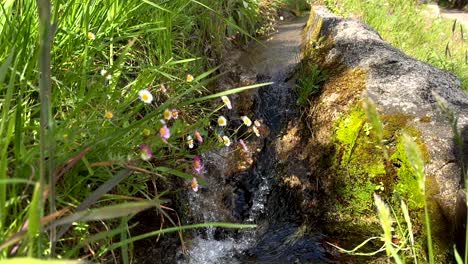 Nahaufnahme-Des-Schnellen,-Klaren-Wassers-Des-Berges,-Das-Im-Sonnenlicht-Zwischen-Blumen-Und-Pflanzen-Bergab-Fließt---Zeitlupe