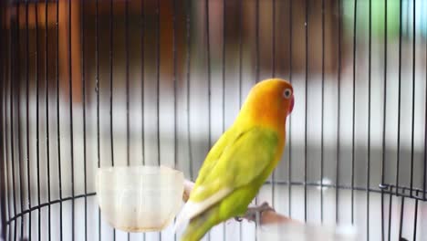 nyasa lovebird or lilian's lovebird, agapornis lilianae, green exotic bird sitting on a branch in a cage, cirebon, indonesia