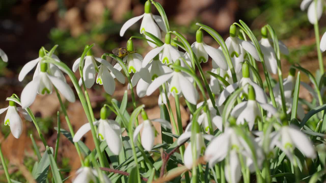 las flores están creciendo en primavera