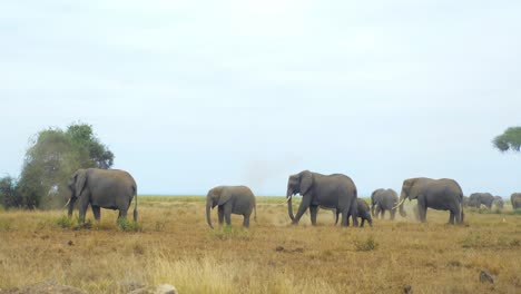 Una-Manada-De-Elefantes-Cavando-Hoyos-Y-Tirando-El-Polvo-Sobre-Sus-Espaldas-En-La-Sabana-Africana