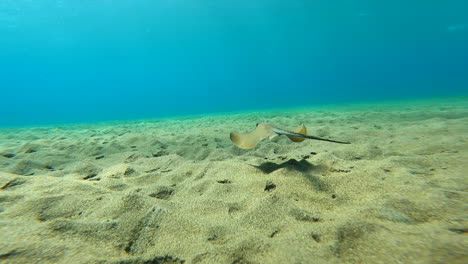 a stingray swims near the sandy bottom of