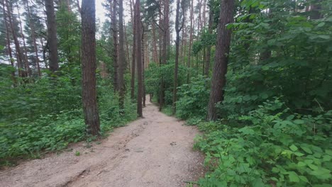 walking trail in the deciduous forest in summer