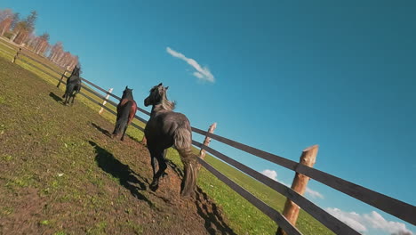 horse with waving tail canters along ground past fence