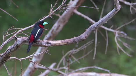 Perched-on-the-left-side-looking-to-the-right-just-relaxing-before-roosting-for-the-night,-Black-and-red-Broadbill,-Cymbirhynchus-macrorhynchos,-Kaeng-Krachan-National-Park,-Thailand