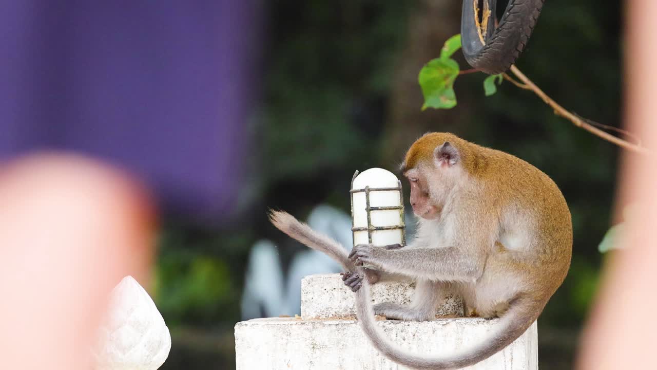 원이는 호기심으로 램프 기둥을 조사합니다.