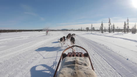 team of siberian husky dogs running on a snow trail path in sweden