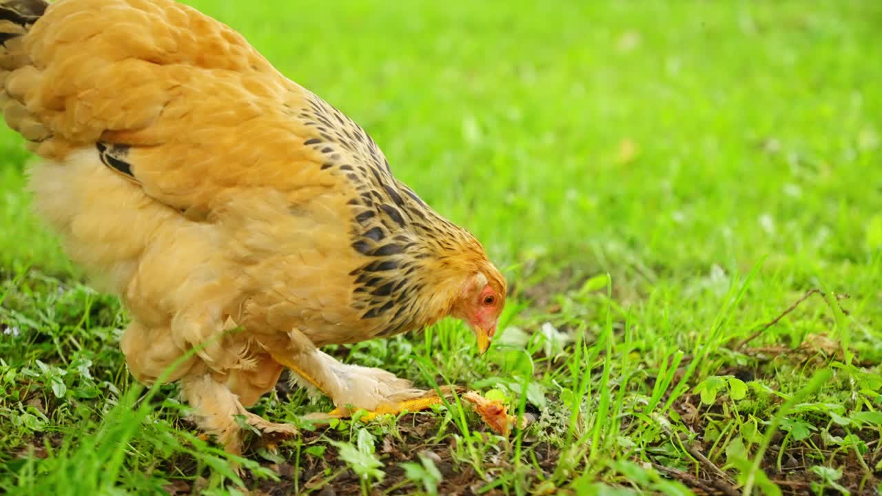 Brahma-høne med krøllete fjær utforsker åpen grønn eng med høyt gress og sollys