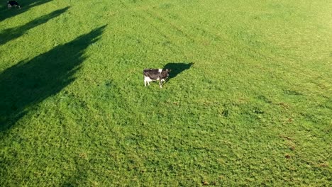 cow is grazing on a green pasture, diary farming scene - aerial drone