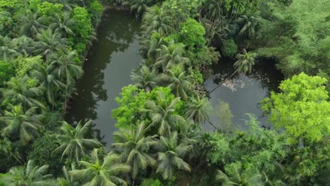 aerial or top view of deep green forest or jungle