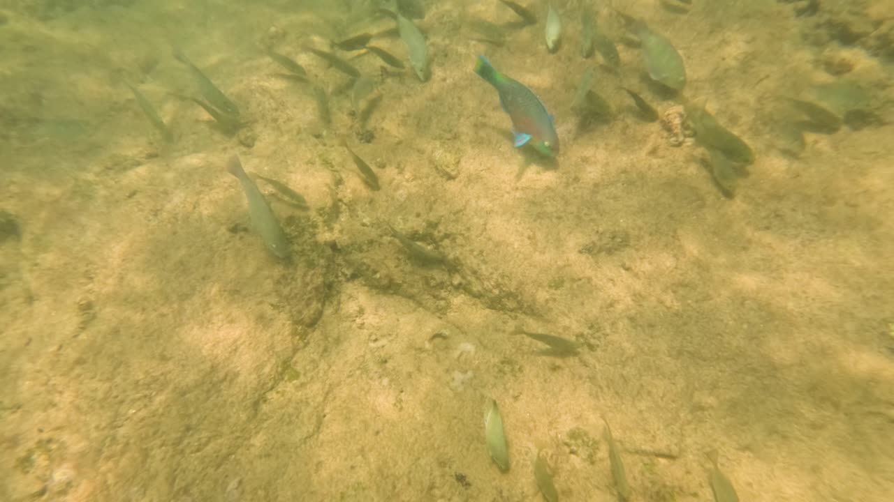 Vibrant marine life and coral reefs captured underwater at Yanui Beach, showcasing diverse fish species in a natural habitat