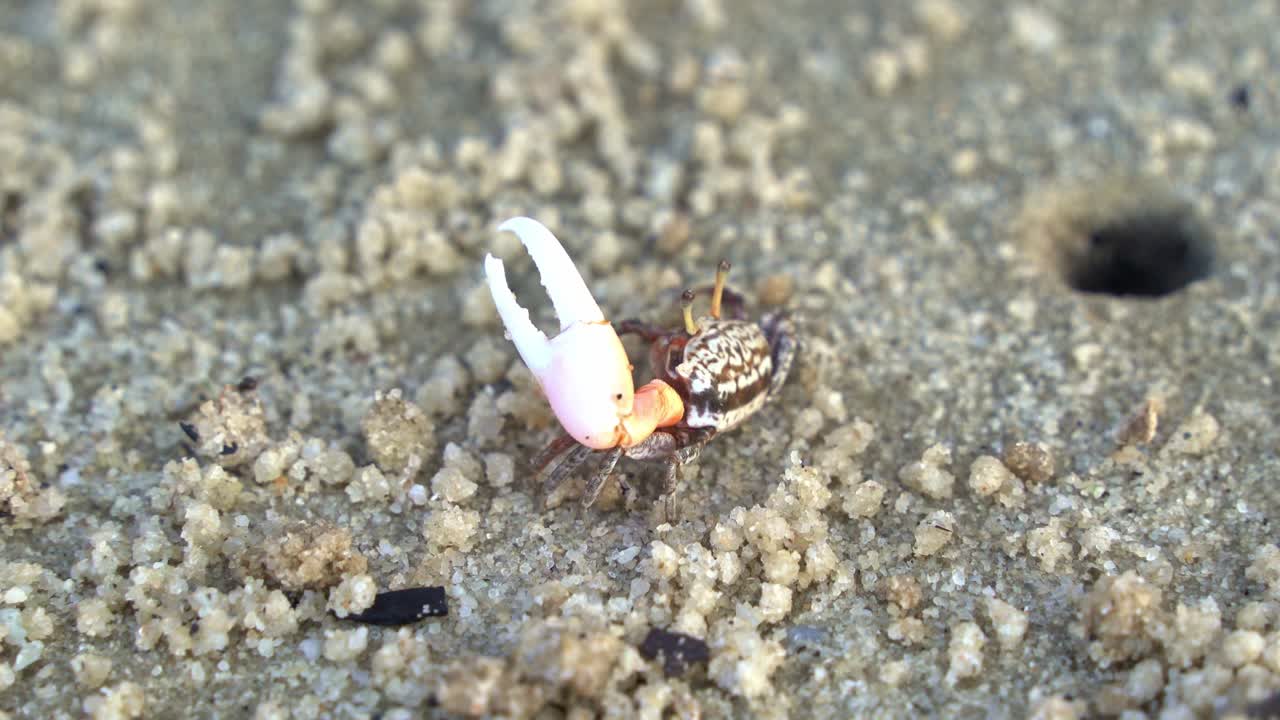 야생 수 모래 피들러 크래브는 하나의 넓은 발을 가지고 모래 해변에서 미네랄을 먹고 마시며 미세 영양분을 섭취하고 작은 모래 어리를 형성합니다.