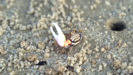 Un-Cangrejo-Violinista-De-Arena-Macho-Salvaje-Con-Una-Sola-Garra-Agrandada,-Buscando-Y-Bebiendo-Minerales-De-La-Playa-De-Arena,-Consumiendo-Micronutrientes-Y-Formando-Pequeños-Gránulos-De-Arena,-Primer-Plano