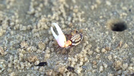 un cangrejo violinista de arena macho salvaje con una sola garra agrandada, buscando alimento y bebiendo minerales de la playa de arena, consumiendo micronutrientes y formando pequeñas bolitas de arena, tiro de cerca