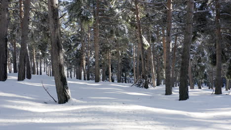 walking in a snow filled forest with pine trees, sun and shadows across the path