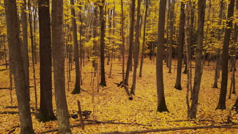 Drohnenaufnahme-Mit-Blick-Auf-Einen-Großen-Laubwald-In-Voller-Herbstfarbe