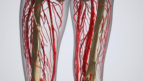 science anatomy of human blood vessels