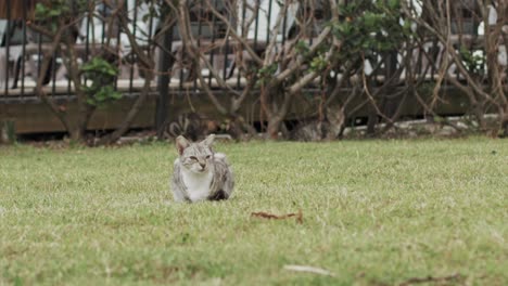 Striped-stray-gray-cat-sitting-on-green-grass-while-other-cats-walk-in-the-background