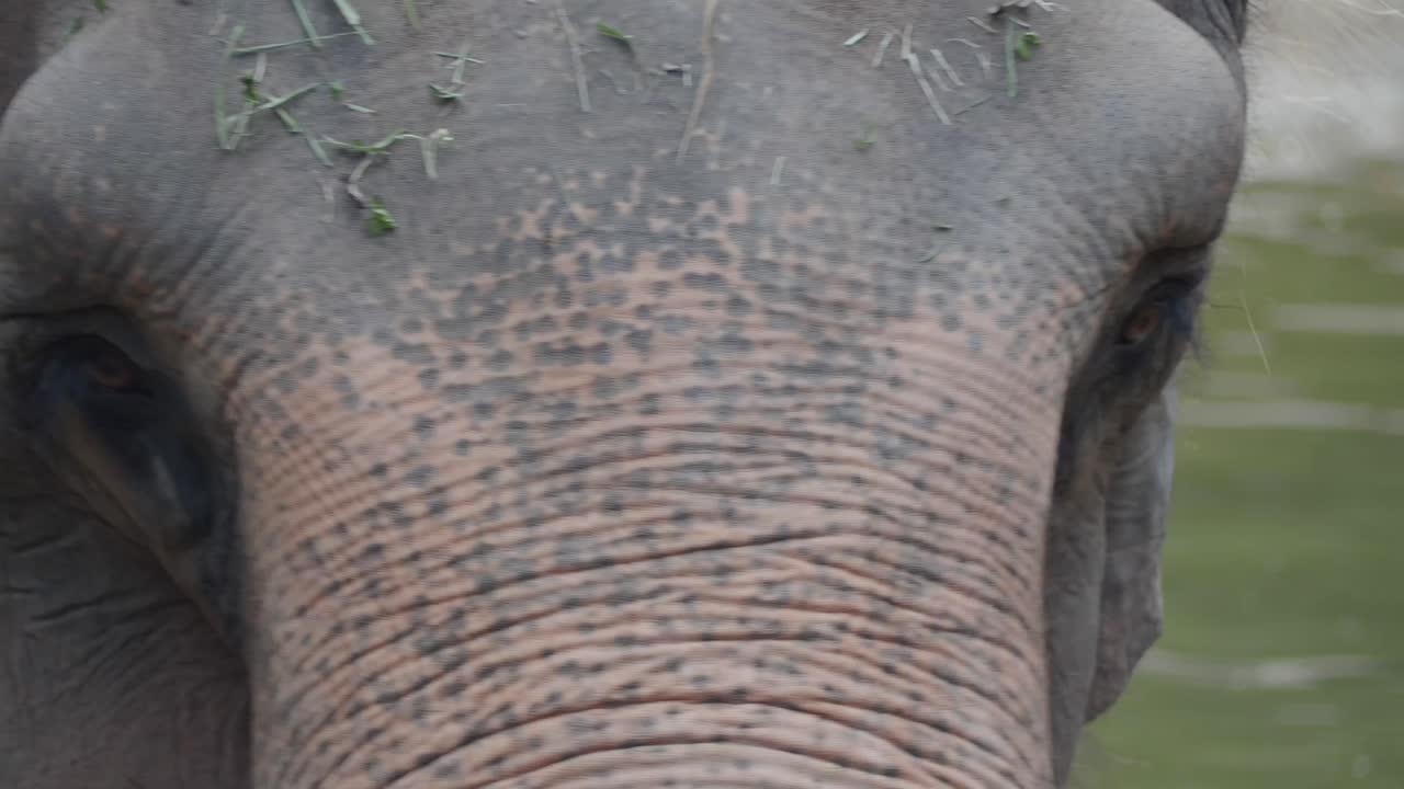 Close-up of an Elephant's Face