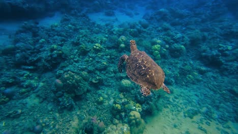 sea turtle swimming along in the clear ocean waters