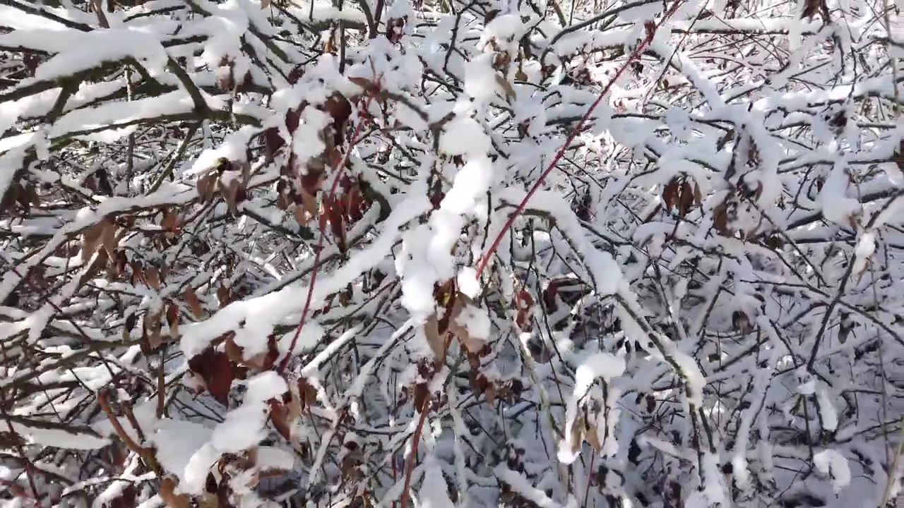 Tree branches in the winter forest.